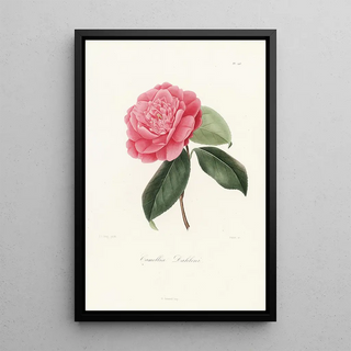 Iconography of the Camellia genre Pl046 - Lorenzo Bartolini — framed artwork on a wall