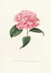Iconography of the Camellia Genre Pl050 - Lorenzo Bartolini — artwork view