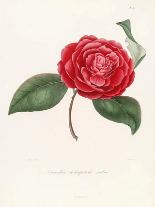 Lorenzo Berlse - Iconographie du genre Camellia Pl062.webp
