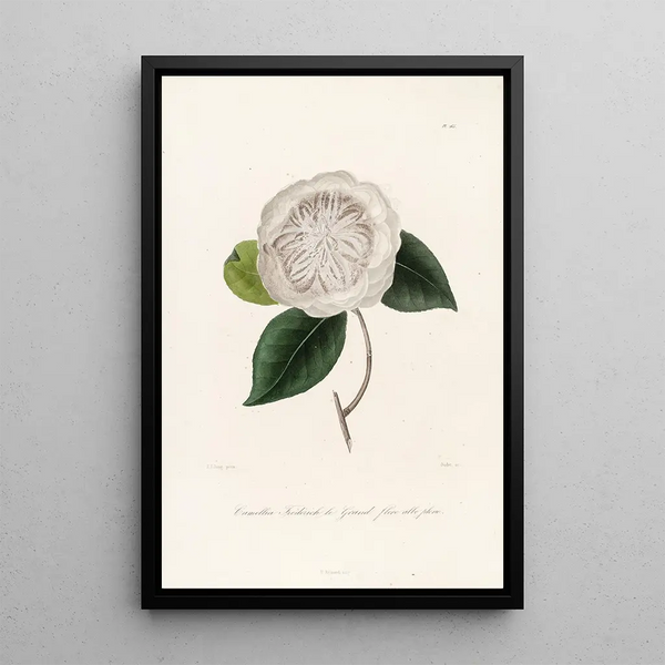 Iconography of the Camellia Genre Pl065 - Lorenzo Bartolini — framed artwork on a wall