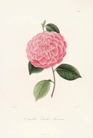 Iconography of the Camellia Genre Pl066 - Lorenzo Bartolini — artwork view