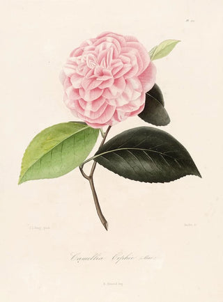 Lorenzo Berlse - Iconographie du genre Camellia Pl071.webp