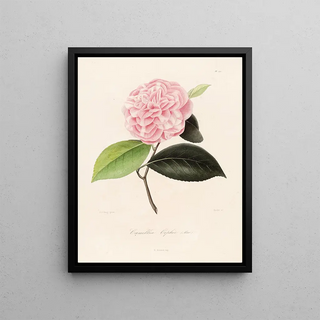 Lorenzo Berlse - Iconographie du genre Camellia Pl071.webp