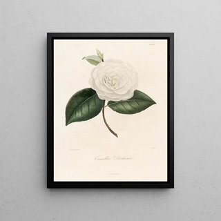 Lorenzo Berlse - Iconographie du genre Camellia Pl073.webp