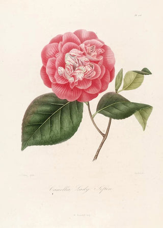Iconography of the Camellia Genre Pl076 - Lorenzo Bartolini — artwork view