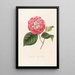Iconography of the Camellia Genre Pl076 - Lorenzo Bartolini — framed artwork on a wall