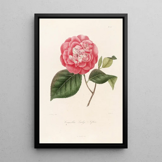 Iconography of the Camellia Genre Pl076 - Lorenzo Bartolini — framed artwork on a wall