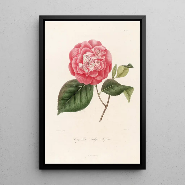 Iconography of the Camellia Genre Pl076 - Lorenzo Bartolini — framed artwork on a wall