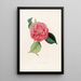 Iconography of the Camellia Genre Pl077 - Lorenzo Bartolini — framed artwork on a wall