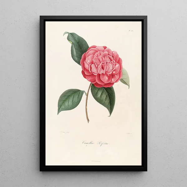 Iconography of the Camellia Genre Pl085 - Lorenzo Bartolini — framed artwork on a wall