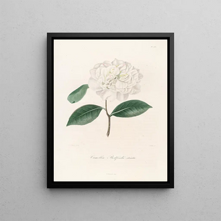 Lorenzo Berlse - Iconographie du genre Camellia Pl086.webp