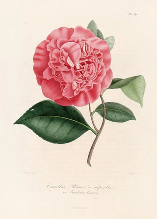 Iconography of the Camellia Genre Pl089 - Lorenzo Bartolini — artwork view