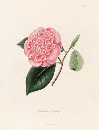 Lorenzo Berlse - Iconographie du genre Camellia Pl090.webp