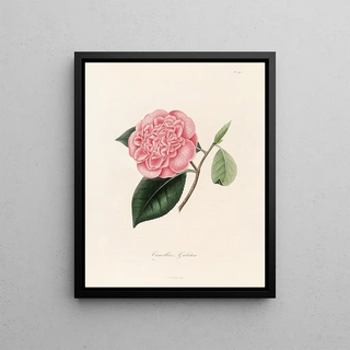 Lorenzo Berlse - Iconographie du genre Camellia Pl090.webp