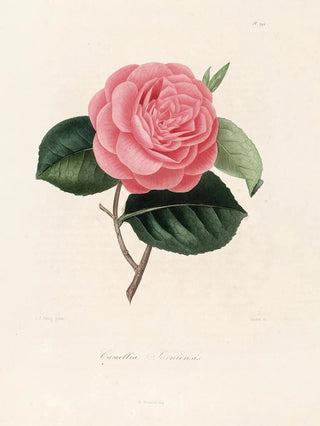 Lorenzo Berlse - Iconographie du genre Camellia Pl092.webp