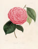 Iconography of the Camellia Genre Pl098 - Lorenzo Bartolini — artwork view