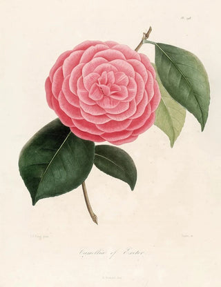 Lorenzo Berlse - Iconographie du genre Camellia Pl098.webp