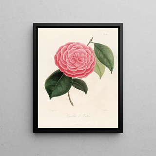 Lorenzo Berlse - Iconographie du genre Camellia Pl098.webp