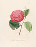Iconography of the Camellia genre Pl099 - Lorenzo Bartolini — artwork view