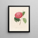 Iconography of the Camellia genre Pl099 - Lorenzo Bartolini — framed artwork on a wall