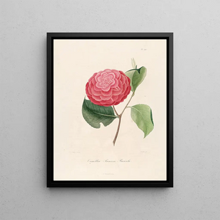 Lorenzo Berlse - Iconographie du genre Camellia Pl099.webp