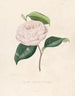 Iconography of the Camellia Genre Pl100 - Lorenzo Bartolini — artwork view