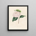 Iconography of the Camellia Genre Pl100 - Lorenzo Bartolini — framed artwork on a wall