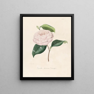 Lorenzo Berlse - Iconographie du genre Camellia Pl100.webp