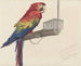 Parrot Painting - Louis-Charles Bombled — artwork view