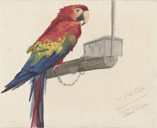 Parrot Painting - Louis-Charles Bombled — artwork view