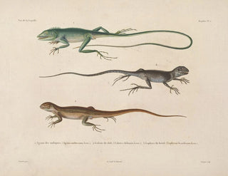 Voyage around the World - Louis-Isidore Duperrey — artwork view