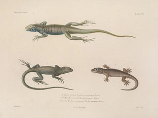 Voyage around the world - Louis-Isidore Duperrey — artwork view