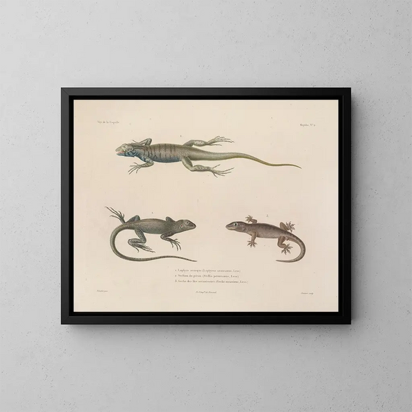 Voyage around the world - Louis-Isidore Duperrey — framed artwork on a wall