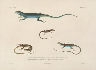 Voyage around the World - Louis-Isidore Duperrey — artwork view
