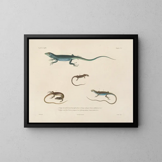 Voyage around the World - Louis-Isidore Duperrey — framed artwork on a wall