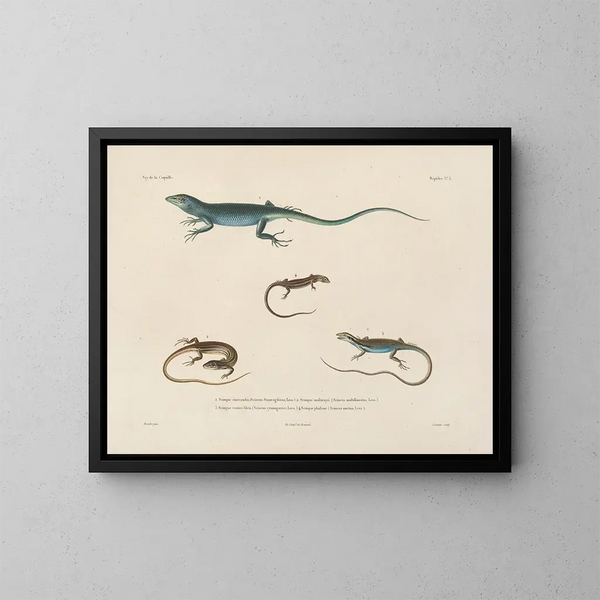 Voyage around the World - Louis-Isidore Duperrey — framed artwork on a wall
