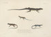 Voyage around the world Pl004 - Louis-Isidore Duperrey — artwork view