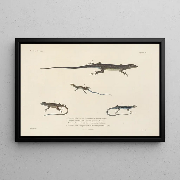 Voyage around the world Pl004 - Louis-Isidore Duperrey — framed artwork on a wall