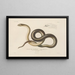 Voyage around the world, Pl005 - Louis-Isidore Duperrey — framed artwork on a wall