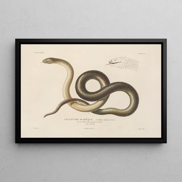 Voyage around the world, Pl005 - Louis-Isidore Duperrey — framed artwork on a wall