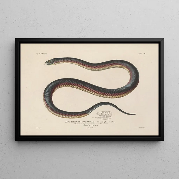 Voyage around the World Pl006 - Louis-Isidore Duperrey — framed artwork on a wall
