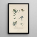 Voyage autour du monde Pl007 - Louis-Isidore Duperrey — framed artwork on a wall