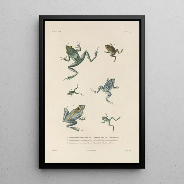 Voyage autour du monde Pl007 - Louis-Isidore Duperrey — framed artwork on a wall