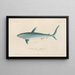 Voyage around the World Pl008 - Louis-Isidore Duperrey — framed artwork on a wall