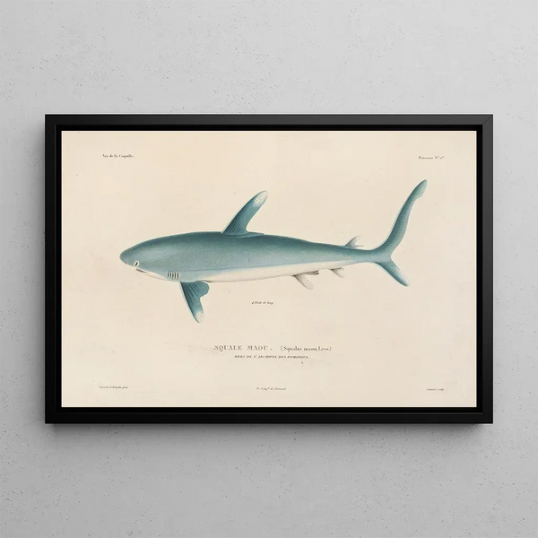 Voyage around the World Pl008 - Louis-Isidore Duperrey — framed artwork on a wall