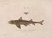 Voyage around the World - Louis-Isidore Duperrey — artwork view