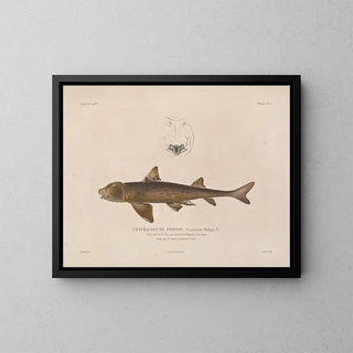 Voyage around the World - Louis-Isidore Duperrey — framed artwork on a wall