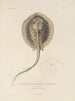 Voyage around the World Pl. 010 - Louis-Isidore Duperrey — artwork view