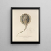Voyage around the World Pl. 010 - Louis-Isidore Duperrey — framed artwork on a wall