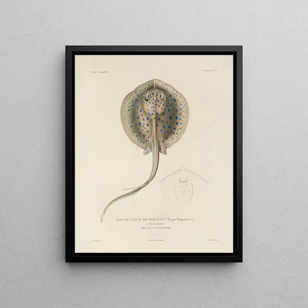 Voyage around the World Pl. 010 - Louis-Isidore Duperrey — framed artwork on a wall